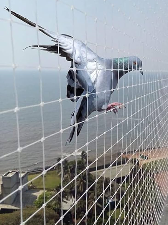 Pigeon Nets Hyderabad