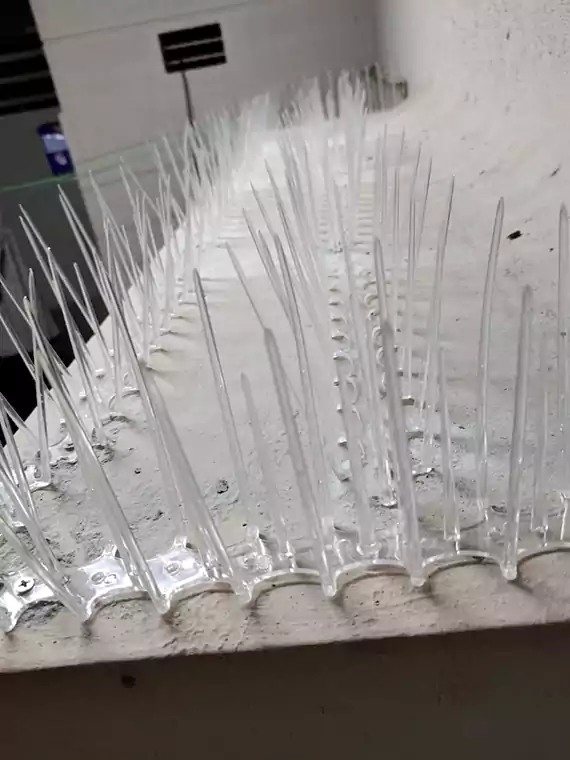 Bird Spikes